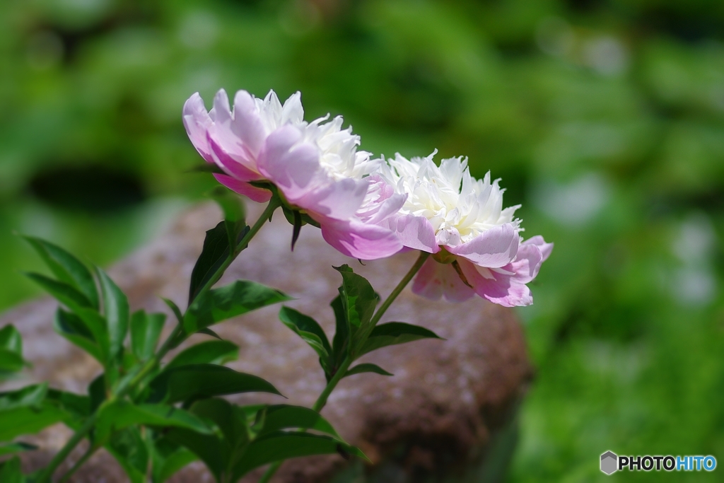 芍薬姉妹