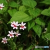 草むらからヒメヒオウギ☆