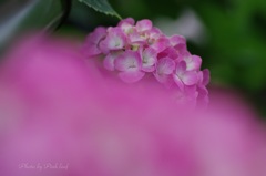 花座布団の上で 