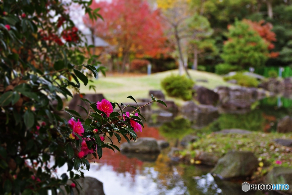 サザンカ咲く庭園