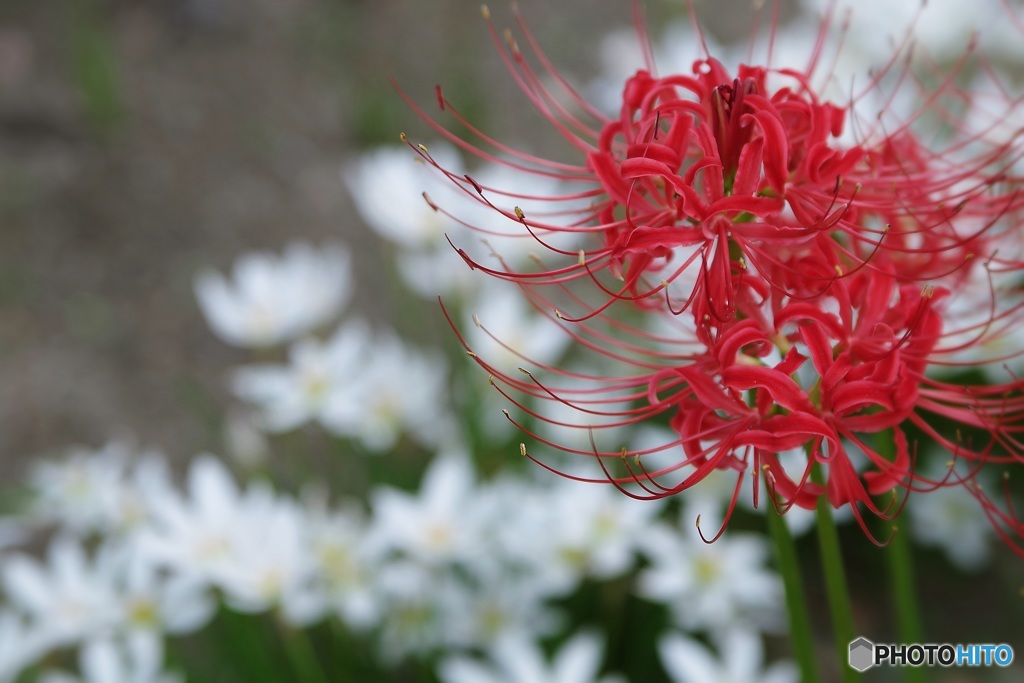 赤い華・白い花
