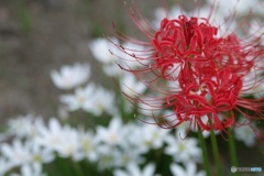 赤い華・白い花