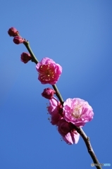 青空に男爵さまの梅の花