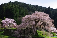 又兵衛桜