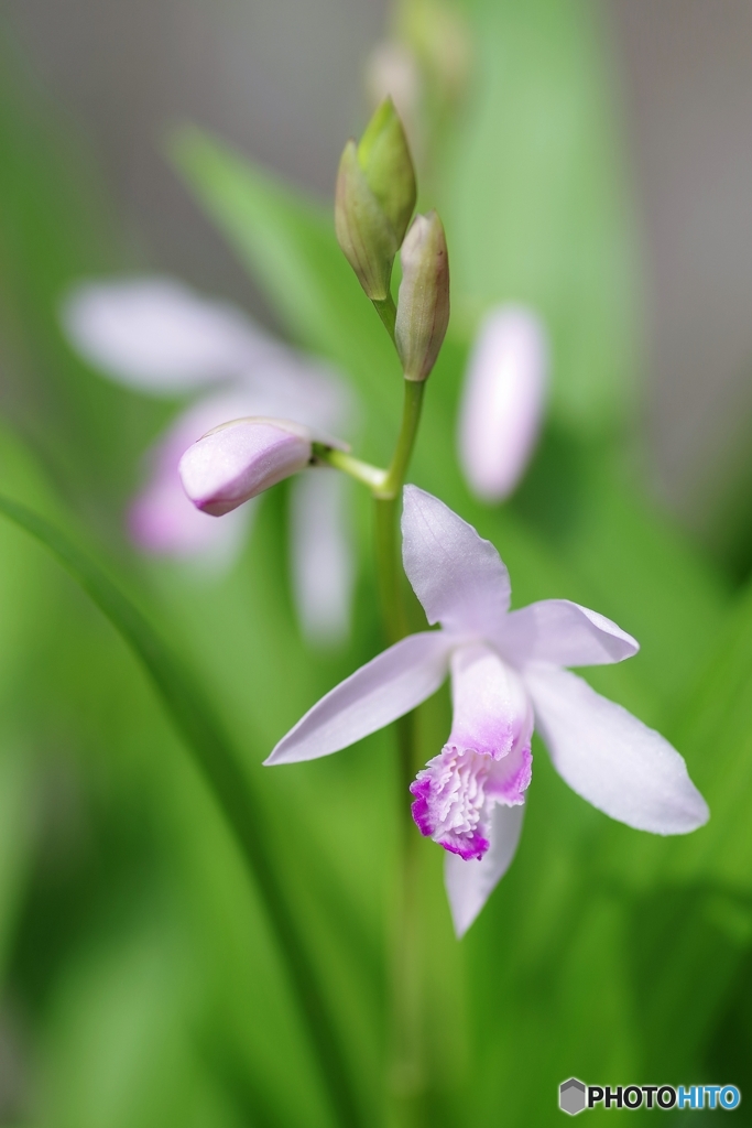 白花紫蘭