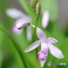 白花紫蘭
