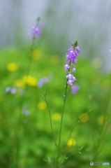 ちっちゃい春の彩