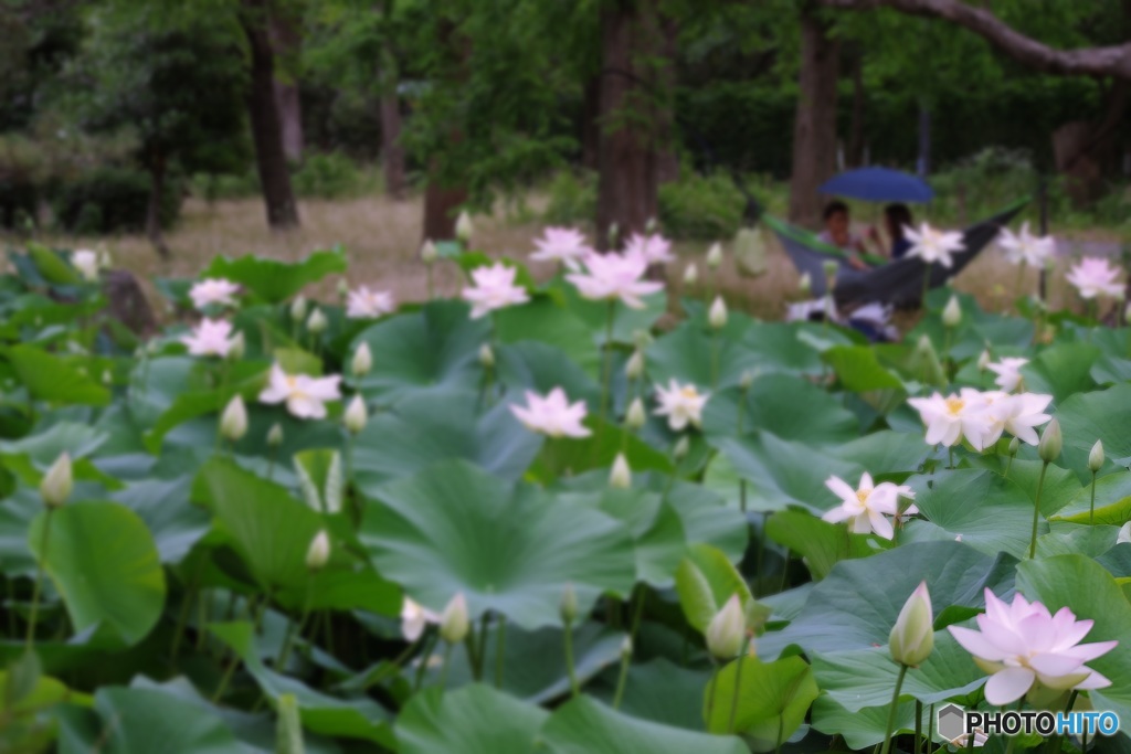 早朝の花園