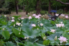 早朝の花園