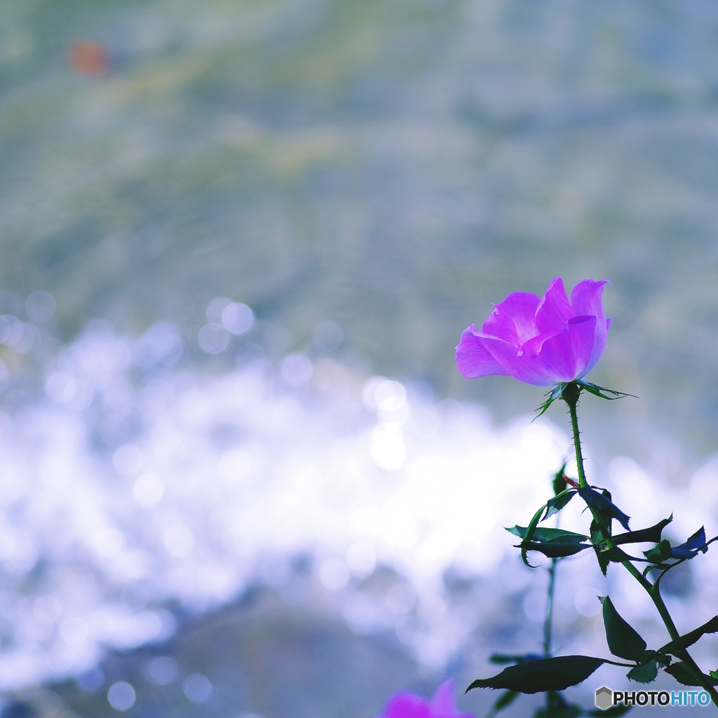 川辺の薔薇