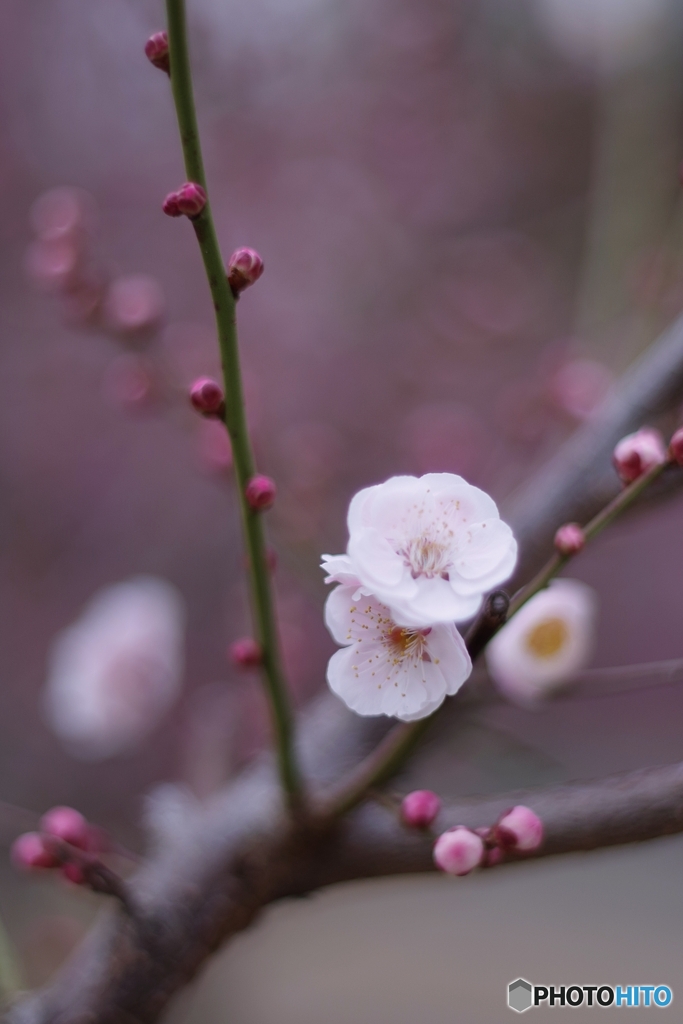 ほんのりはんなり