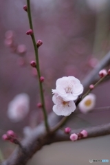 ほんのりはんなり