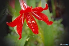 朱頂蘭雨中開花