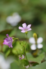 野の花②