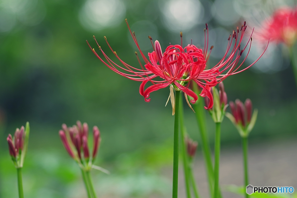 千の名前を持つお花