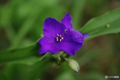 紫露草②