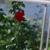 わたしに贈る赤い薔薇