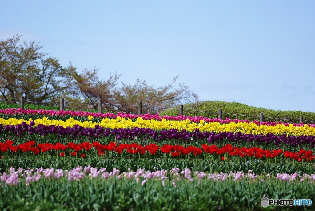 あそこに桜が咲いてたら