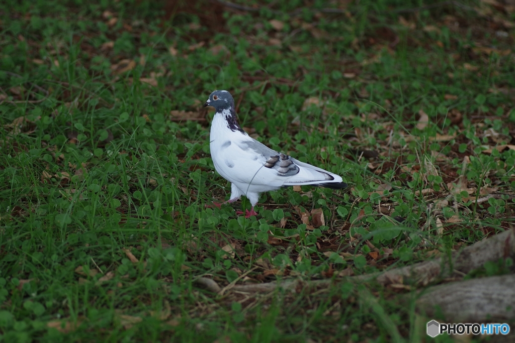 鳩なんだけど