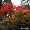 二色の紅葉