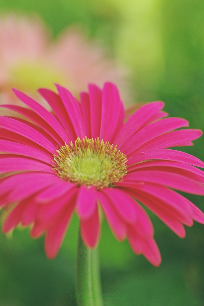 gerbera①