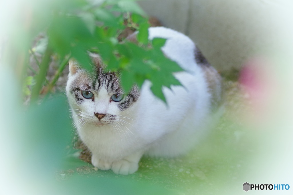 葉っぱの髪飾り、似合う？