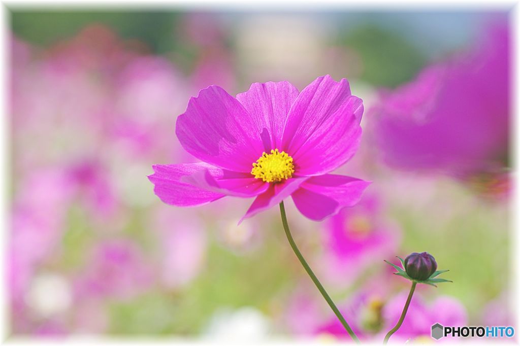 秋桜②