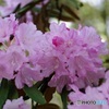 石楠花・ピンク