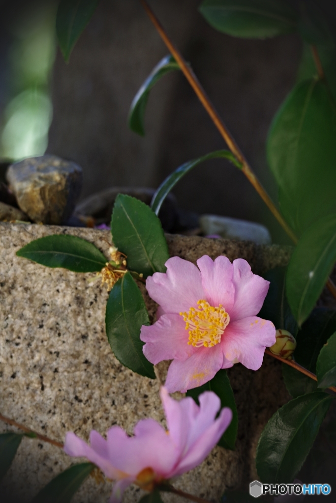 桃色山茶花