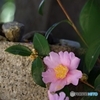 桃色山茶花
