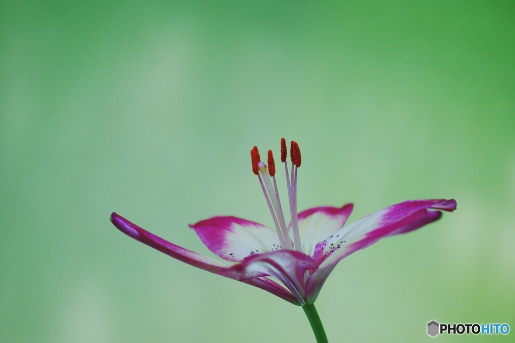 花 試し撮り