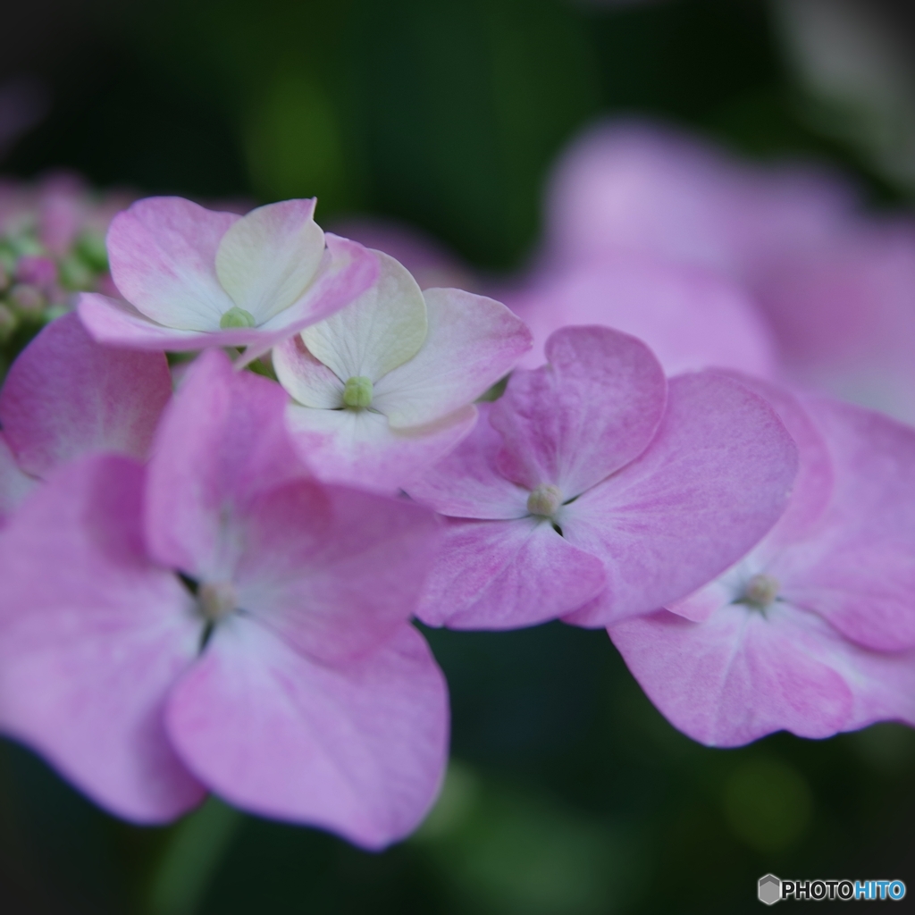 梅宮大社の紫陽花①