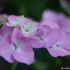 梅宮大社の紫陽花①