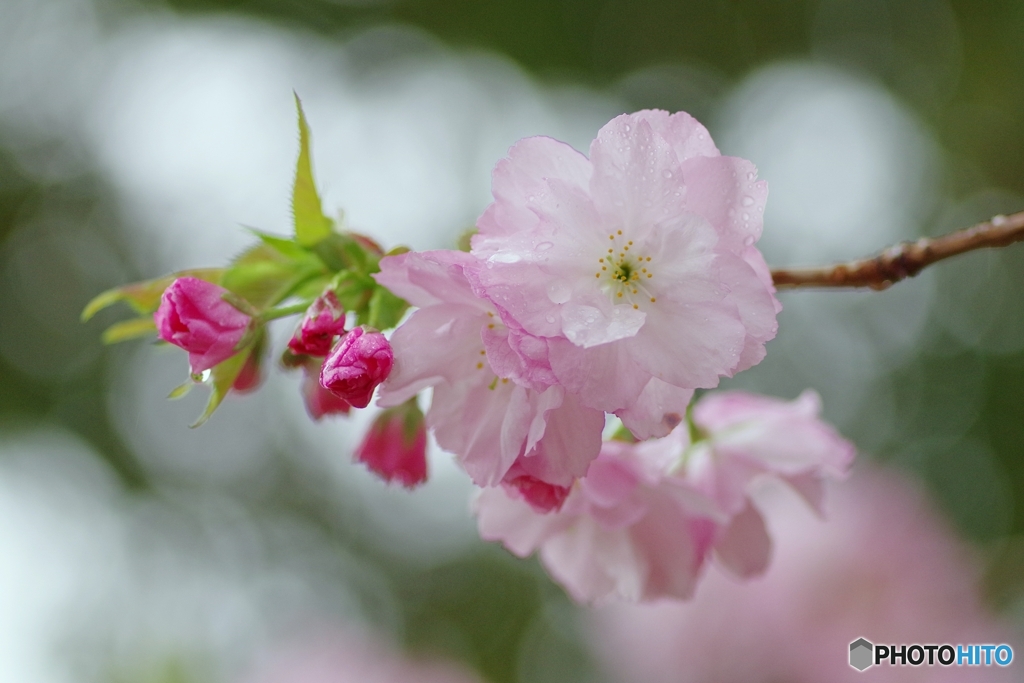 艶麗、花海棠