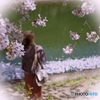 桜の下にて