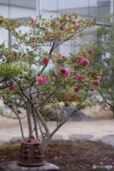 ハートのコラボなり♡