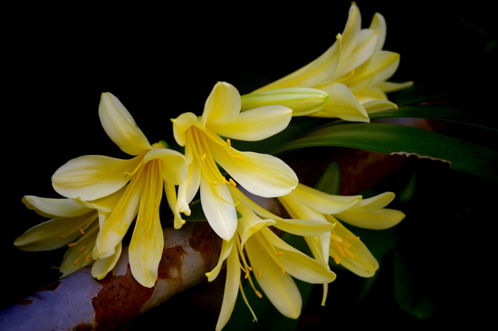 錆びたフェンスに