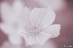 秋桜しずか