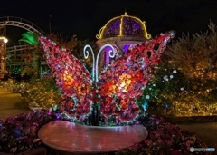 真っ赤なbutterfly