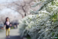 駆け抜ける春の日