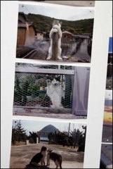 【佐柳島のネコはよい展】より