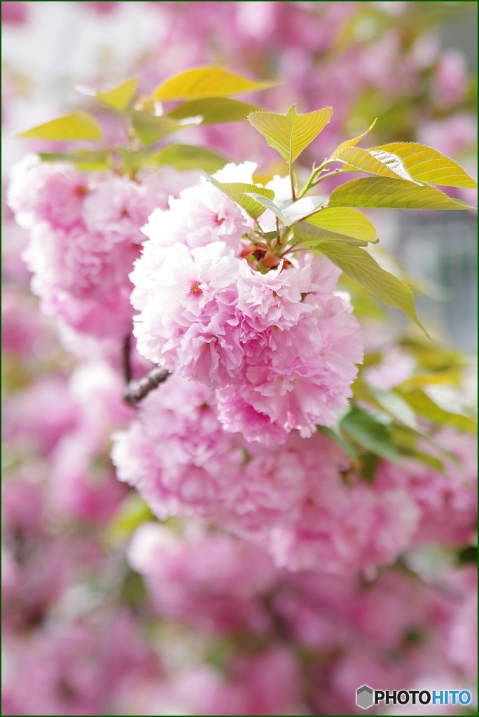 造幣局 今年の桜『大提灯』