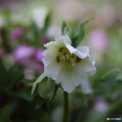 憂いを含んだキミ♡