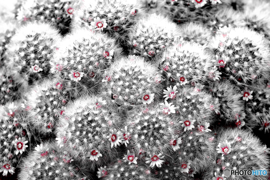 ちっちゃいサボテンのお花たち①
