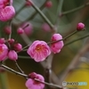 華やぐ紅梅