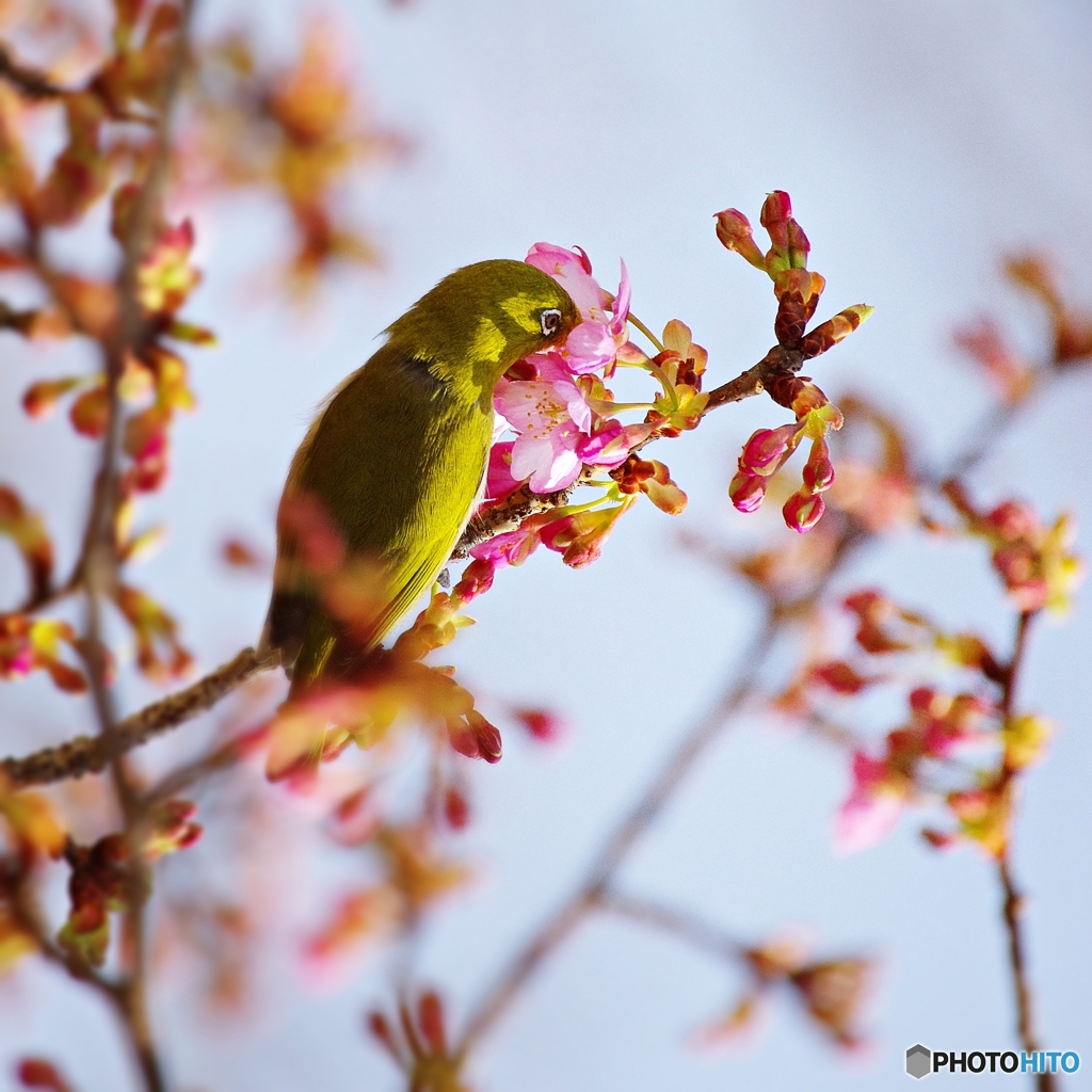 顔に桜影、ＵＶケアしないと！