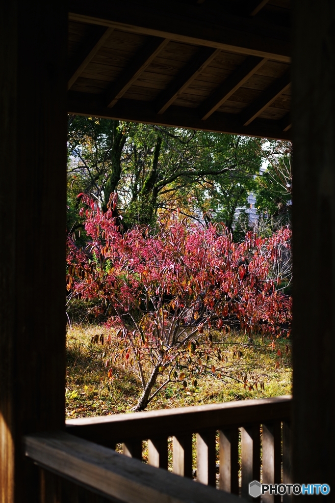 紅いマユミ