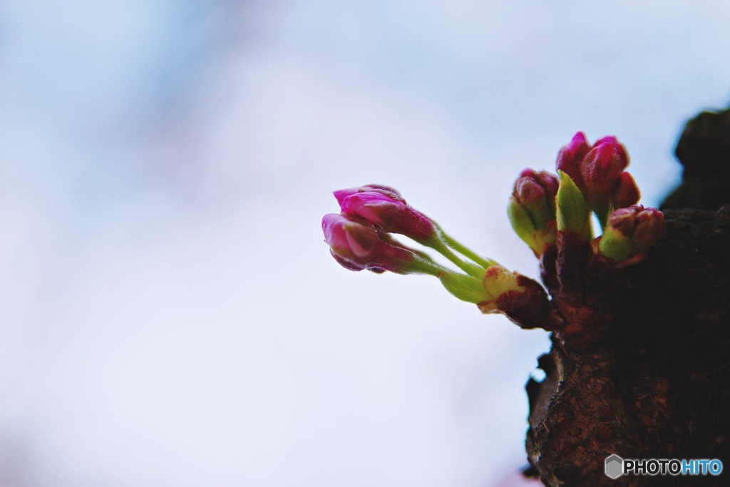 よりそう桜の蕾たち