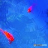 波紋ふたつ