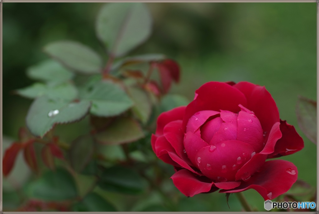 ☆ 魅惑の紅い薔薇フレンシャム